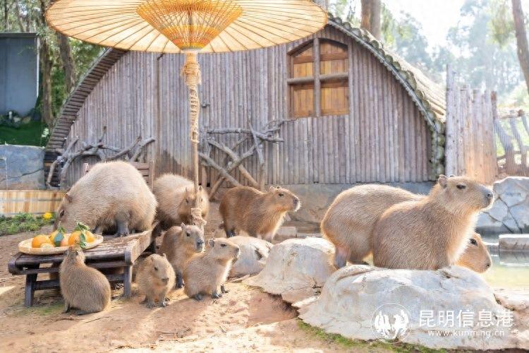 云南野生动物园水豚宝宝竟在冬天享受温泉和水果浴