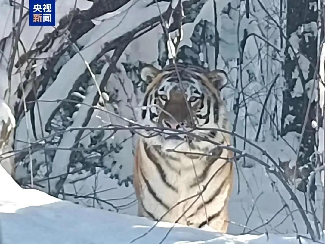 长白山惊现东北虎？真相竟是路边摆件，但野生虎重现预警不容忽视  第2张