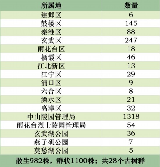 南京古树名木普查揭秘：2215株绿古董，133株新成员，钟山桂花王120岁  第2张