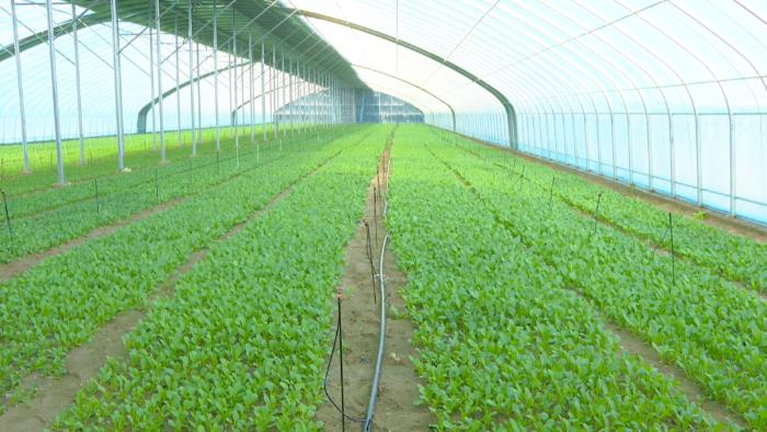 高台县现代农业新突破：250万元打造全产业链示范基地，元旦前首茬菜心即将采收  第2张