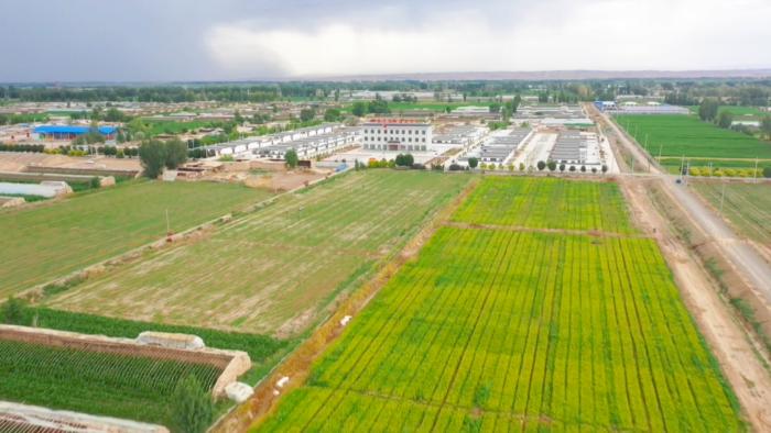 高台县现代农业新突破：250万元打造全产业链示范基地，元旦前首茬菜心即将采收  第3张