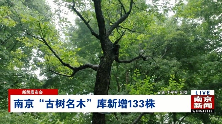 南京古树名木普查揭秘：2215株绿色古董，新增133株，分布在哪？  第1张