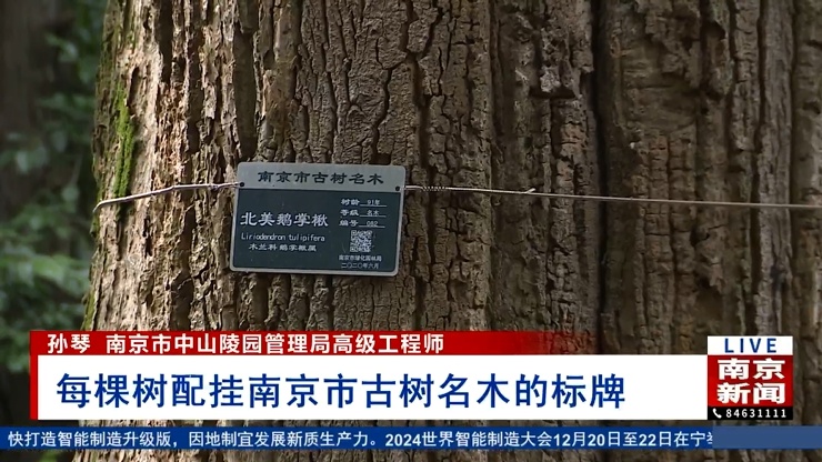 南京古树名木普查揭秘：2215株绿色古董，新增133株，分布在哪？  第3张
