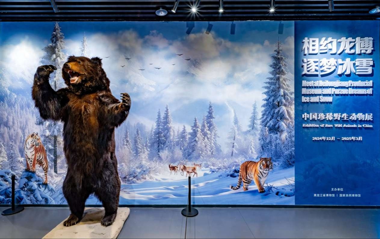 揭秘中国珍稀野生动物：数百件标本展现野性之美与生存智慧  第1张