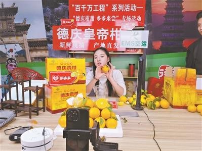 12月德庆贡柑甜蜜来袭，千年皇帝柑再现直播间，你尝过了吗？  第2张
