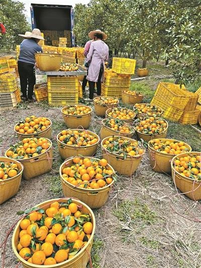 12月德庆贡柑甜蜜来袭，千年皇帝柑再现直播间，你尝过了吗？  第3张