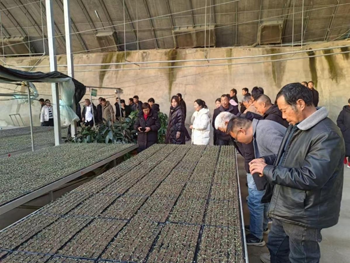 亩产翻倍！农民李师傅揭秘大葱种植新方法，一亩地净赚上万元