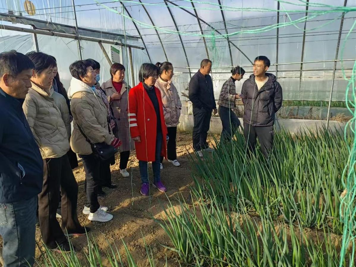 亩产翻倍！农民李师傅揭秘大葱种植新方法，一亩地净赚上万元  第2张