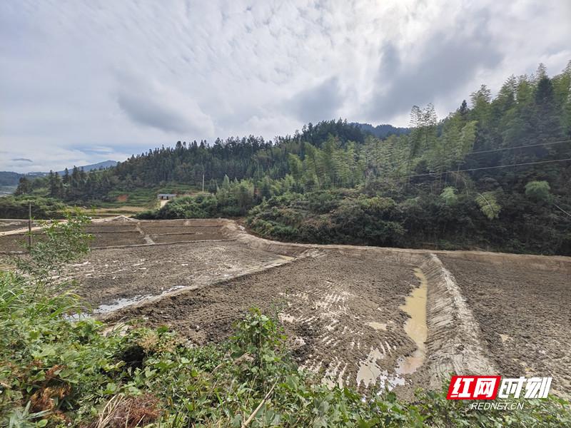 灾后重生：资兴市农田修复完成，春耕无忧，村民信心满满再种水稻  第2张