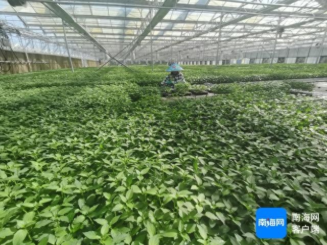 三亚青瓜标准化种植：一根小青瓜如何架起农民致富梦？  第1张