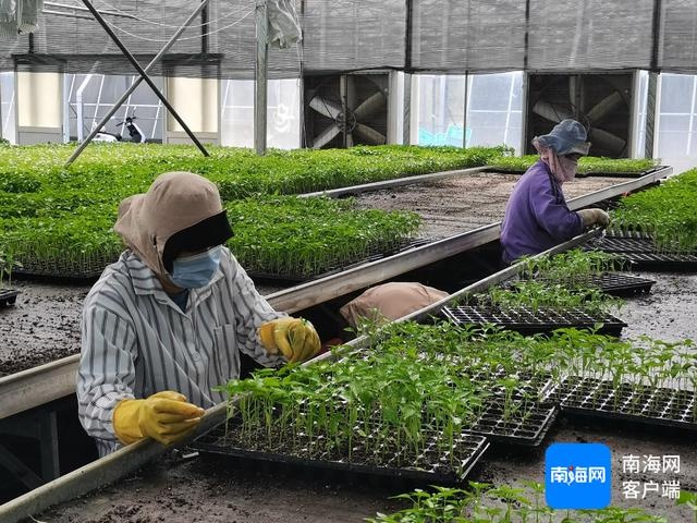 三亚青瓜标准化种植：一根小青瓜如何架起农民致富梦？  第2张