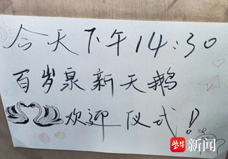 校园黑天鹅浪漫婚礼引爆全校！喜糖甜蜜分享，冬日暖意满满