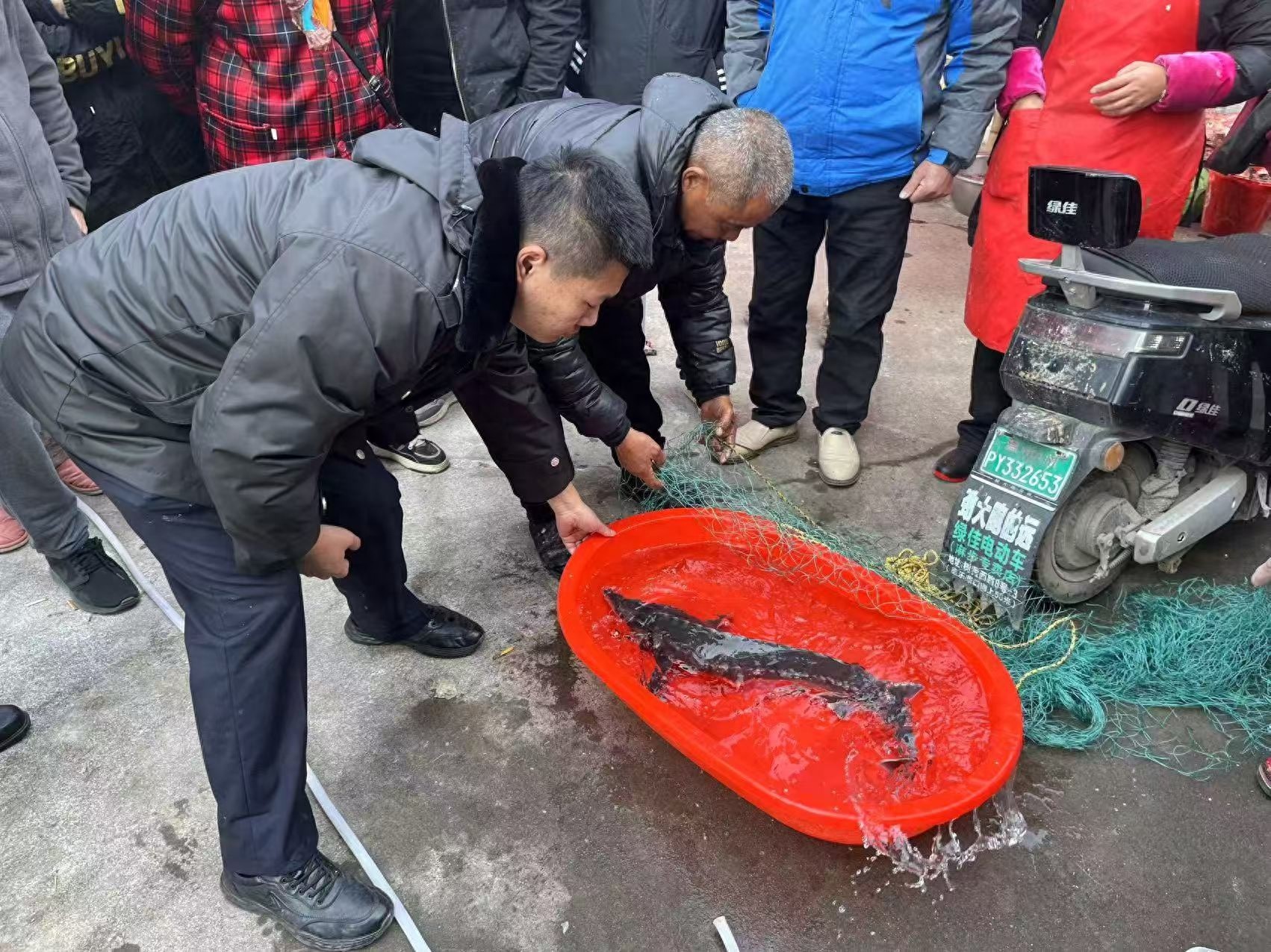 惊！平阳渔民意外捕获水中大熊猫，中华鲟重现生机，背后故事令人动容  第1张