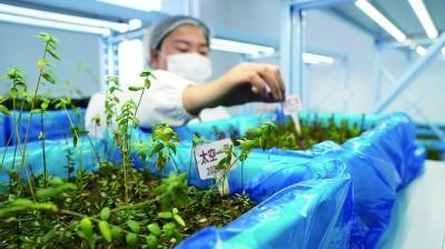 蔓越莓大丰收！产量超 3000 吨，实现六连增  第1张