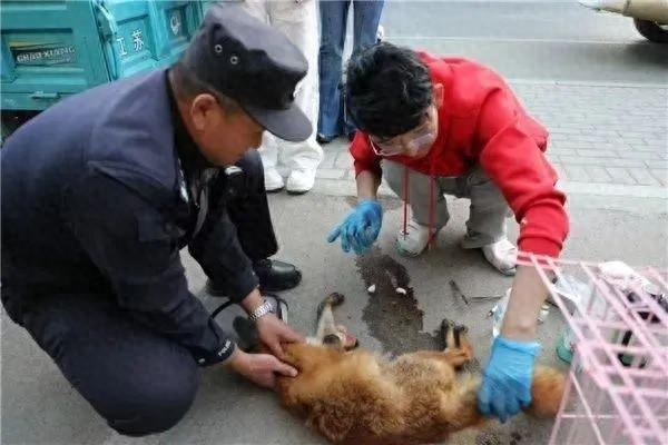 龙警故事：呆萌赤狐被车碾受伤，民警暖心救助