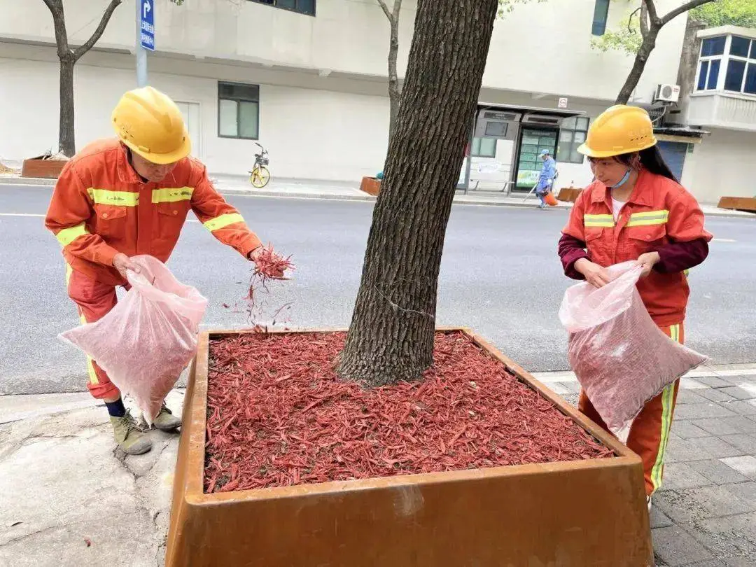 虹口区行道树树池老化破损严重，市民出行安全受威胁  第4张