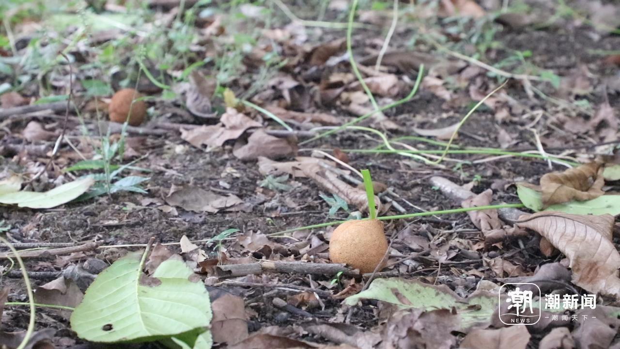 捡秋就像开盲盒，杭州植物园成寻宝胜地  第2张