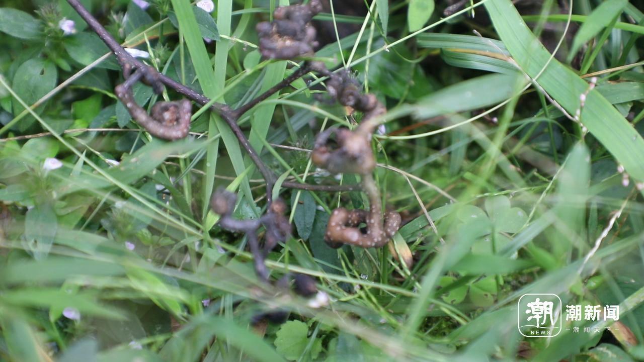 捡秋就像开盲盒，杭州植物园成寻宝胜地  第3张