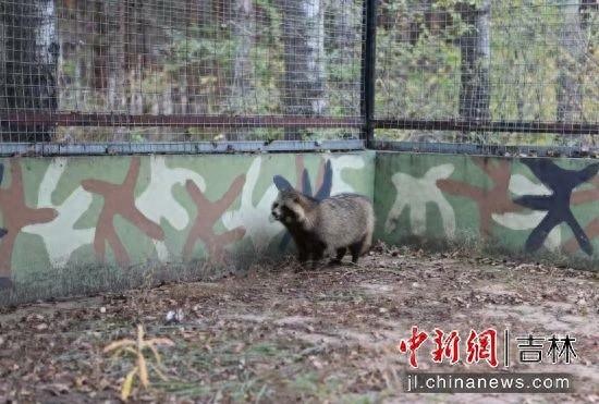 国家二级保护动物竟在吉林白城被发现，身体虚弱行动缓慢，究竟发生了什么？