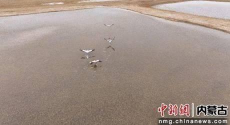 百种候鸟齐聚内蒙古，你还不来看看吗？  第2张