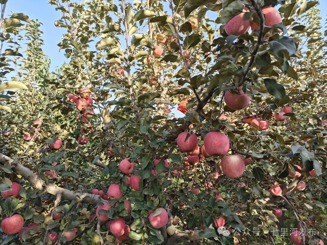 30 余吨花牛苹果、10 余吨红富士已入库！这个村的苹果大丰收  第2张