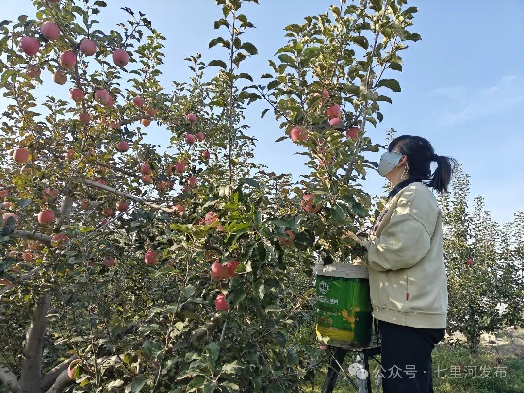 30 余吨花牛苹果、10 余吨红富士已入库！这个村的苹果大丰收  第3张