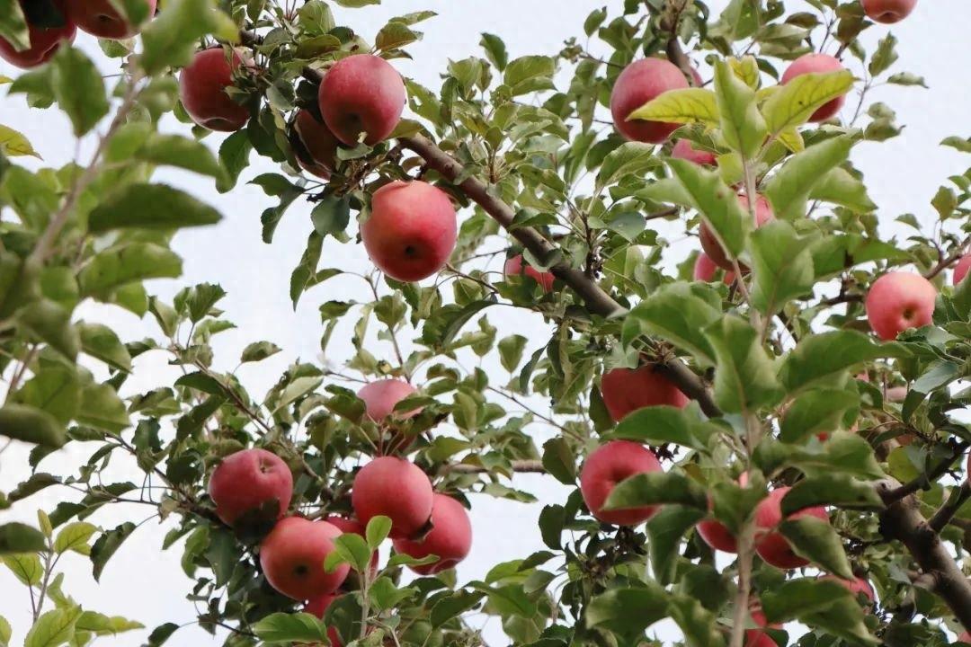 白银四龙红富士成熟季，果农王小龙忙得脚不沾地  第1张