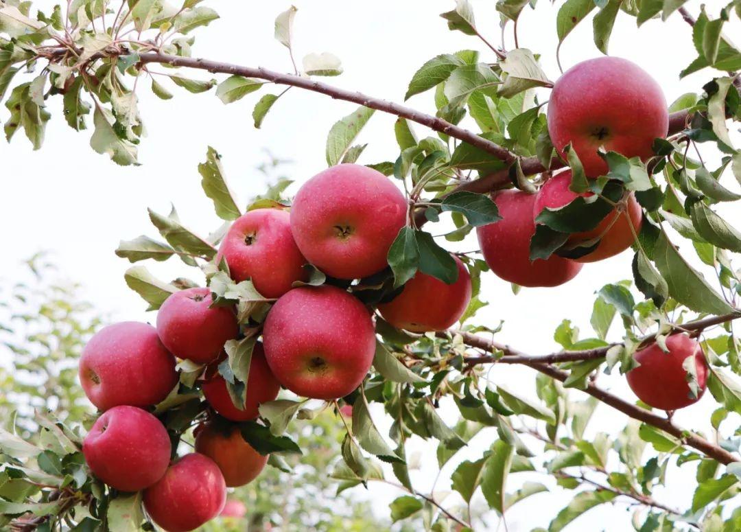 白银四龙红富士成熟季，果农王小龙忙得脚不沾地  第2张