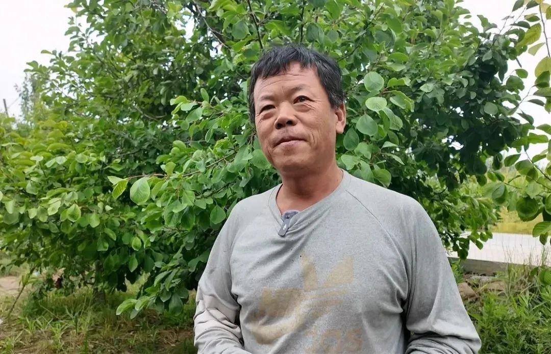 白银四龙红富士成熟季，果农王小龙忙得脚不沾地  第3张