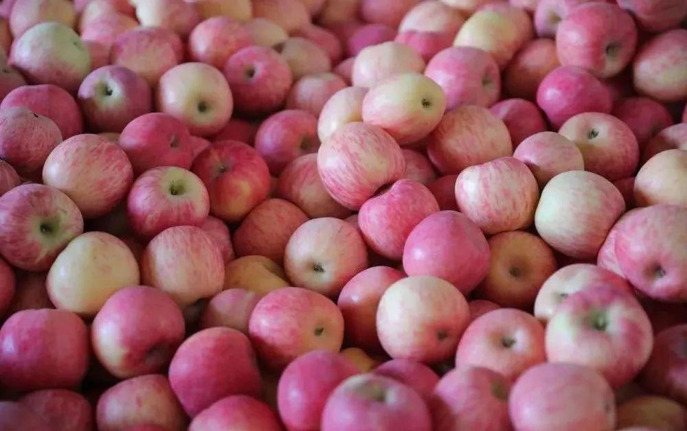 白银四龙红富士成熟季，果农王小龙忙得脚不沾地  第4张