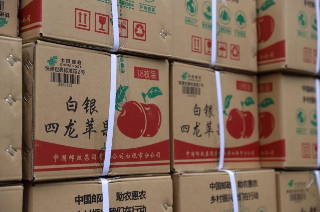 白银四龙红富士成熟季，果农王小龙忙得脚不沾地  第5张