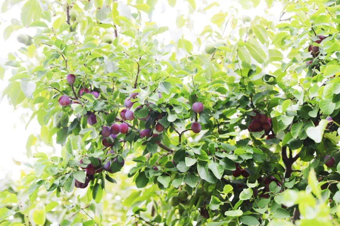 白银四龙红富士成熟季，果农王小龙忙得脚不沾地  第6张