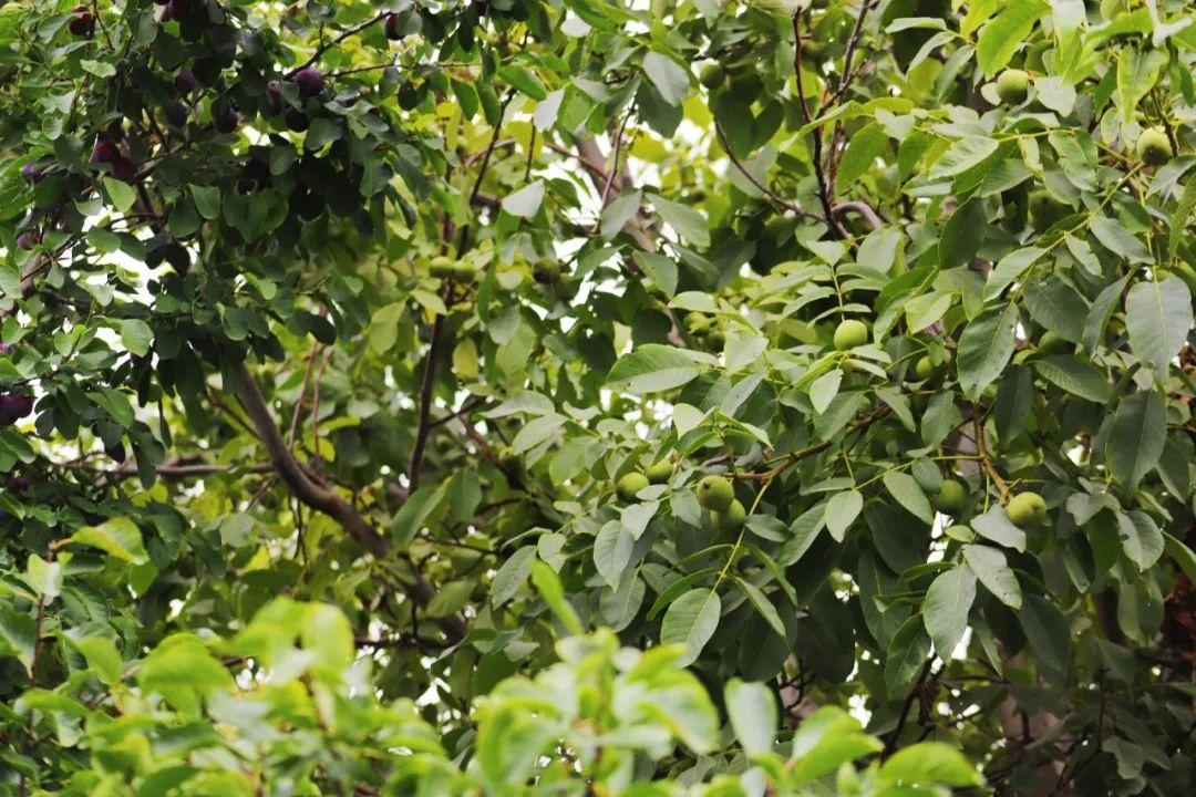 白银四龙红富士成熟季，果农王小龙忙得脚不沾地  第8张