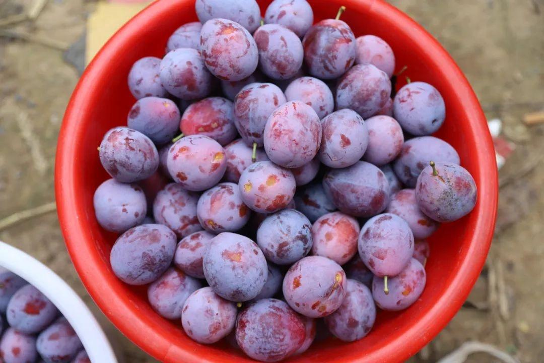 白银四龙红富士成熟季，果农王小龙忙得脚不沾地  第10张