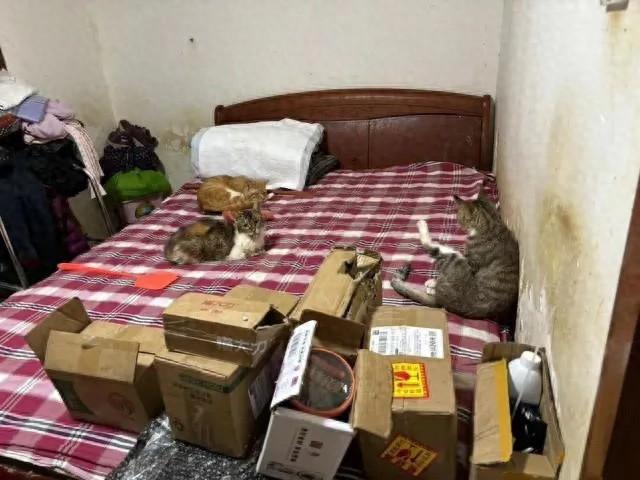 北京一女子养 20 多只猫，楼道臭气熏天，邻居忍无可忍将其告上法庭  第1张