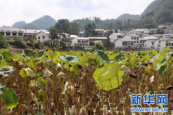 第八届荷花节开幕！航空工业集团助力水井村，村民生活美如画  第3张