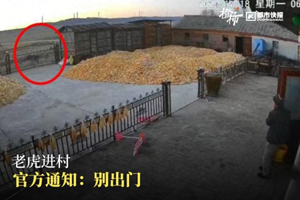 突发！东北虎闯入村庄伤人，官方紧急处置