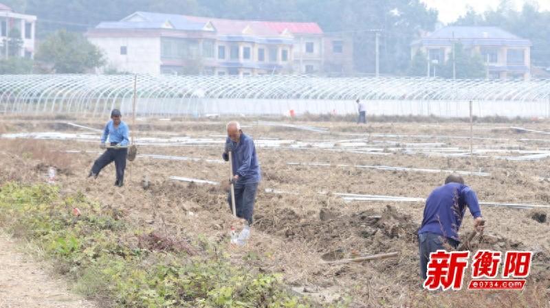 衡山长江镇：冬闲变冬忙，万亩温室大棚助力农业智能化发展