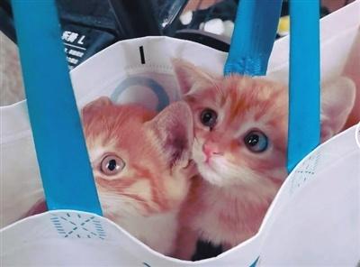 90 后女孩 5 年救助上百只流浪猫，网友直呼：善良的人好运常在  第2张