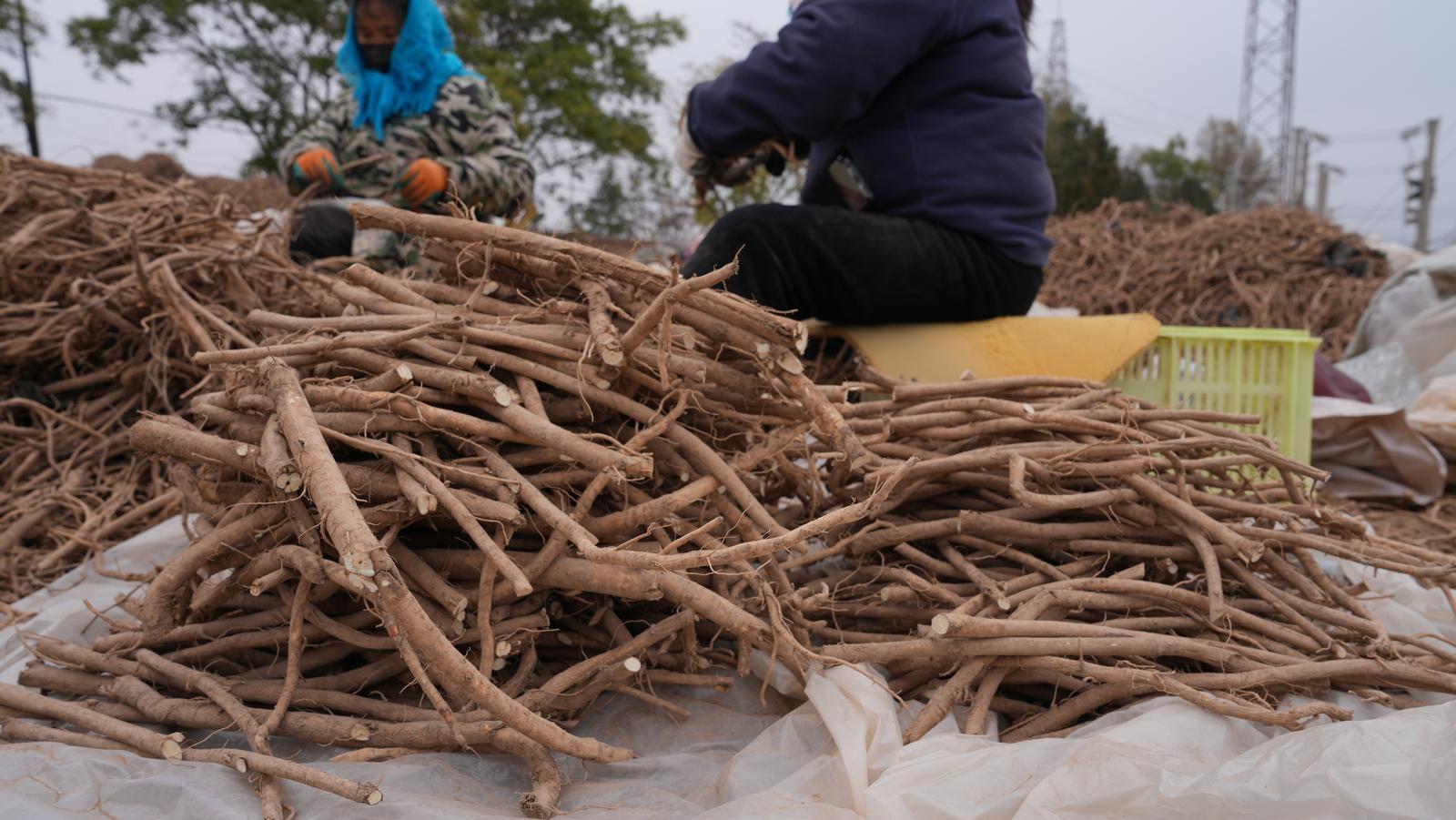 黄芪收购正当时！甘肃刘家峡农发集团忙加工，品质有保障  第3张
