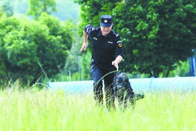 警犬基地 32 年驯养 600 余头警犬，它们的故事你知道吗？