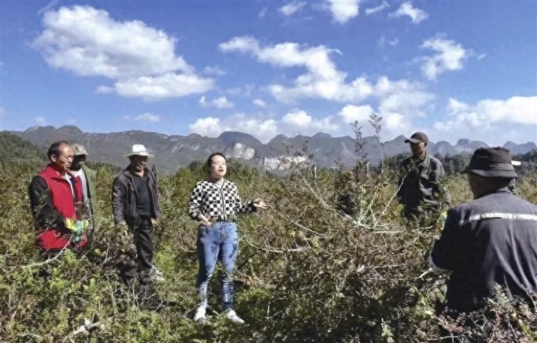 贵州初好农业科技开发有限公司助力刺梨产业增效，农户增收  第1张
