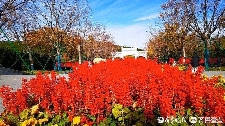 佛慧山景区鲜花撤展，市民可免费带回家！你还在等什么？  第1张