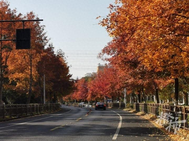 杭州 44 条景观道路开启落叶不扫模式，快去打卡吧