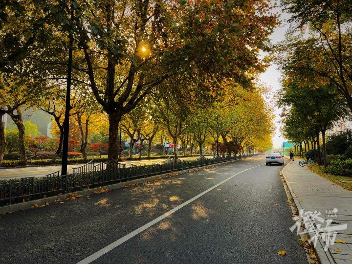 杭州 44 条景观道路开启落叶不扫模式，快去打卡吧  第4张