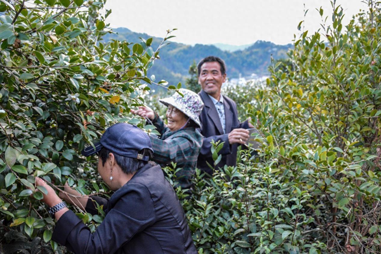 丰收时节，汤泉乡油茶基地喜迎大丰收