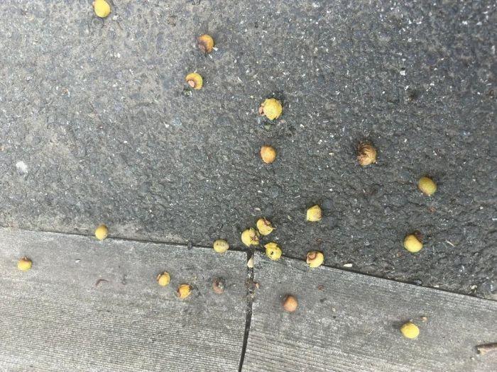 神奇！富阳街头惊现肥皂果，碾压后竟产生白色泡泡  第2张
