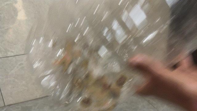 神奇！富阳街头惊现肥皂果，碾压后竟产生白色泡泡  第3张