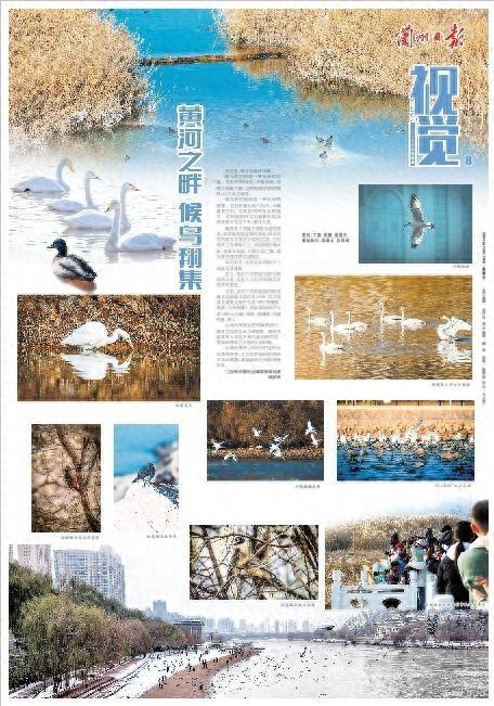 候鸟与黄河共舞：揭秘兰州湿地候鸟迁徙的奇迹与智慧