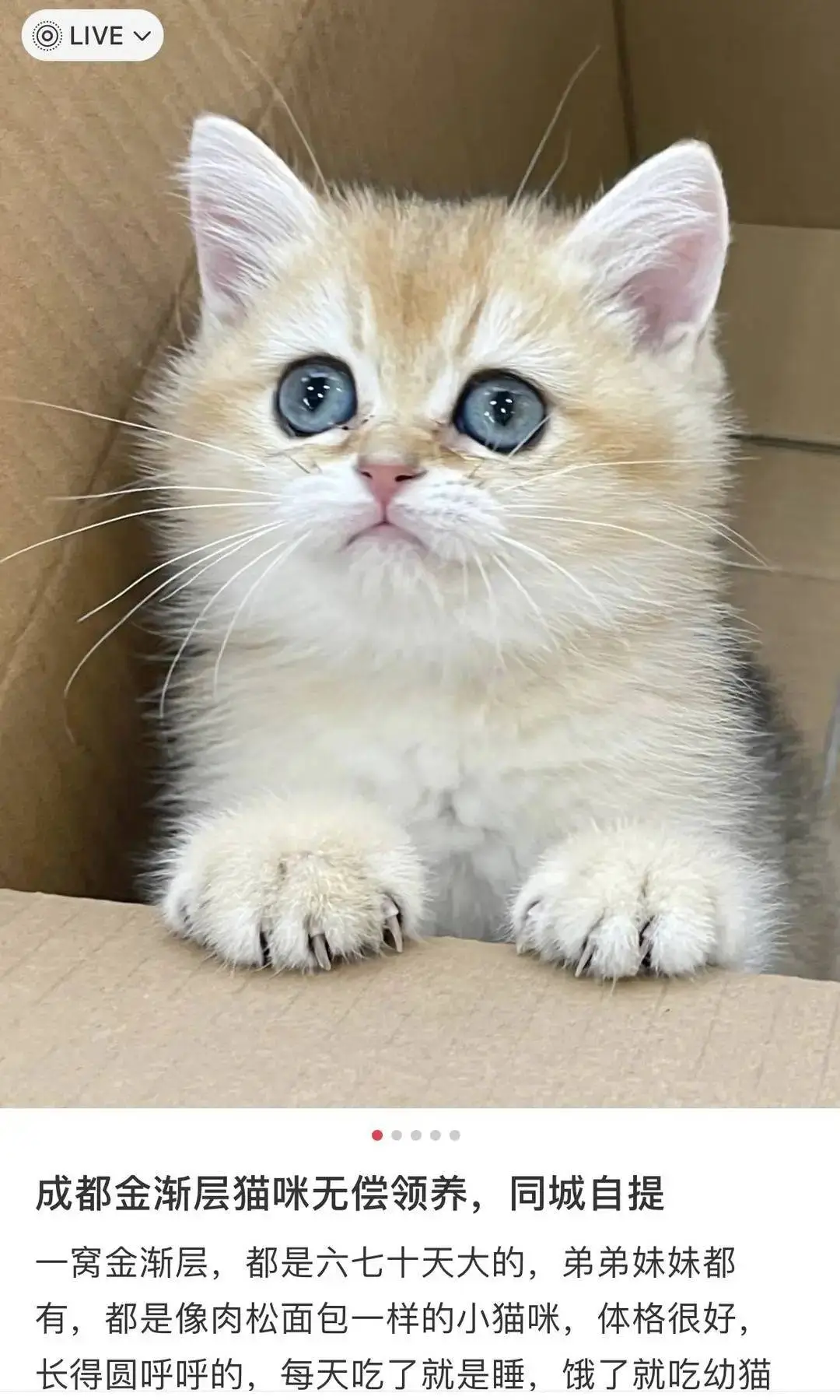 免费领养猫咪背后暗藏猫贷陷阱，爱心变负担，你中招了吗？  第1张